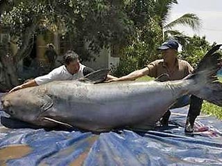 Рыбаки на севере Таиланда поймали крупнейшего в мире сома весом 293 кг и размером с медведя-гризли, заморили его до смерти и съели