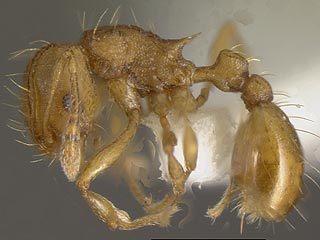 У муравьев вида Wasmannia auropunctata, который обитает в Центральной и Южной Америке, но распространился также в США и других странах, обнаружен уникальный механизм размножения