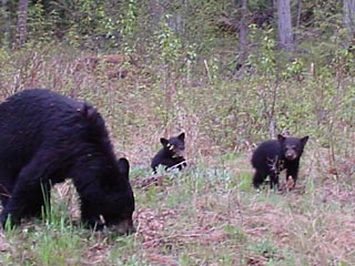 Медведица с тремя медвежатами забрела на территорию Южно-Сахалинского аэропорта