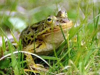 ЕС выделил 10 млн евро на постройку переходов для жаб и лягушек на трассах Львовской области