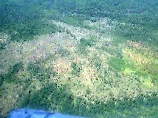 В тайге в 40 км восточнее города Вяземский на площади до 3 кв. км зафиксировано аномальное падение деревьев