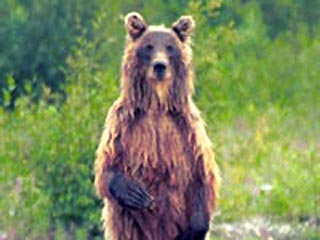 В Хорватии медведь научился проникать в дома: он стучит в дверь - и ему открывают