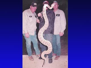 В Западной Виржинии сообщения о находке 2,5-метровой гремучей змеи вызвали панику