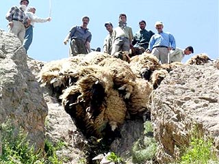 В Турции 1500 овец синхронно спрыгнули в пропасть
