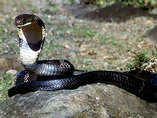 В Индии королевская кобра сдохла, укусив священника