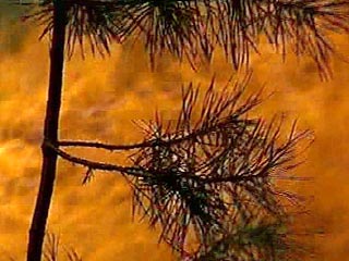 Лесные пожары, распространяющиеся по Хабаровскому краю уже с мая нынешнего года, могут нанести непоправимый трем дальневосточным заповедникам: Ботчинскому, Сихотэ-Алинскому и Комсомольскому