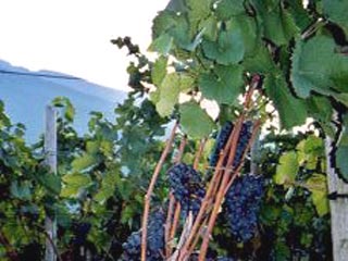 Град уничтожил виноградники в Швейцарии