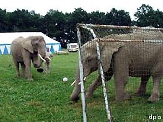 Команда слонов-футболистов из Германии готовится к гастроли по Европе. Обучает тяжеловесов футбольному мастерству тренер Сонни Франкелло