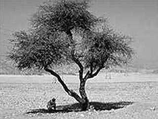 В Синайское пустыне найдено самое древнее дерево в Египте - ему 3559 лет