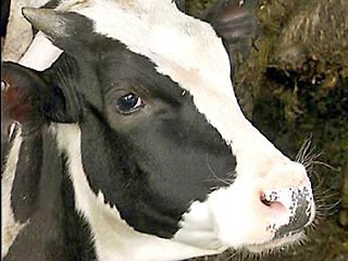 В Хорватии в результате несчастного случая с участием коровы погиб пожилой фермер. Скотина упала и задавила насмерть 61-летнего мужчину в момент, когда он приблизился к ней, чтобы подоить