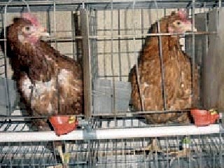 Федеральная служба по ветеринарному и фитосанитарному надзору (Россельхознадзор) подтверждает, что в Новосибирской области выявлен высокопатогенный вирус "птичьего гриппа"