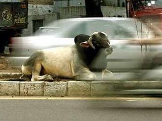 В Индии в Дели на дорогах образовался настоящих хаос из-за награды, объявленной за бездомных коров, которые разгуливают по городу. Охотники на мотоциклах по всему городу преследуют коров и пытаются их поймать