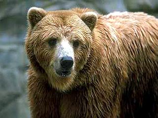На Камчатке медведь напал на туристов, один человек тяжело ранен