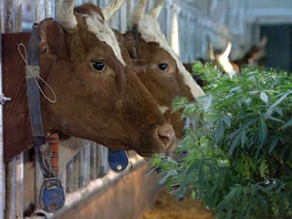 Корова конопля купить семена сортовой марихуаны