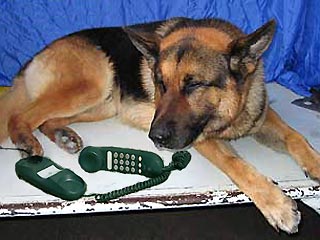 В США задержана женщина, научившая свою собаку звонить в 911