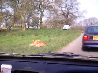 В британском сафари-парке львы охотятся на автомобили Smart