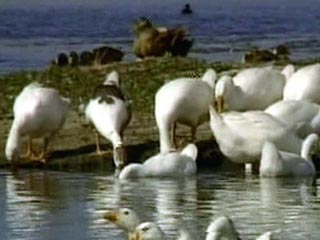 Источником птичьего гриппа в России стали дикие перелетные водоплавающие птицы