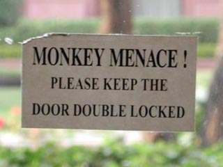 В Индии обезьяна грабит дома: ее впускают хозяева, услышав стук в дверь