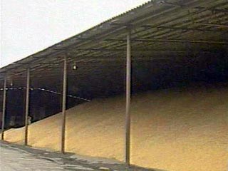 К августу на полях России намолочено более 50 миллионов тонн зерна