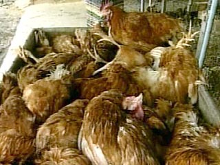 Министерство сельского хозяйства Казахстана сообщило, что у всех павших домашних и диких птиц во всех семи селах республики подтвердился вирус гриппа с антигенной формулой H5N1, опасный для здоровья человека