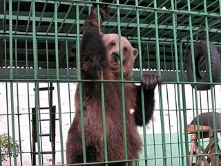 Жительница Ярославля, которой медведица откусила ступню, просит не винить зверя