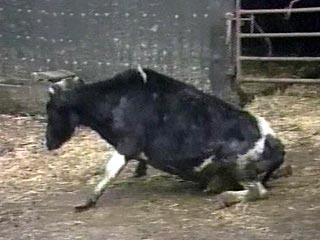 В селе Красный Кут Спасского района Приморского края выявлено 15 коров с болезнью, похожей на ящур