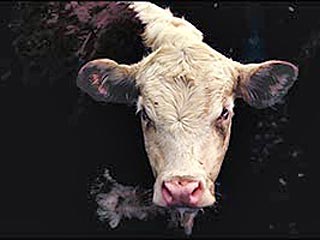 В крестьянском хозяйстве под Тюменью разъяренный бык насмерть забодал троих скотников