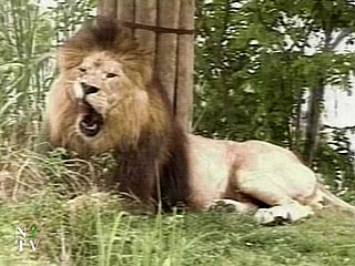 В зоопарке Алма-Аты лев откусил посетителю руку