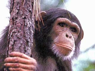 Шимпанзе - животное, имеющее наибольшее сходство с человеком - стал четвертым млекопитающим, геном которого полностью расшифровали ученые, после генома мыши, крысы и человека