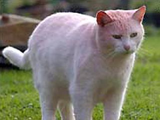 Белый кот, любимец британской пары, во время утренней прогулки неожиданно стал розовым, и супруги недоумевают, что могло послужить этому причиной