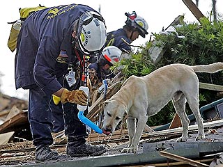В Новом Орлеане тысячи собак брошены или потерялись