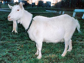 Белорусские и российские ученые готовятся пересадить козам человеческий ген в целях получения молока с улучшенными свойствами