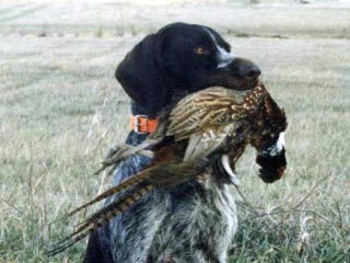 В Болгарии охотник и пес не поделили добычу: собака выстрелила в хозяина