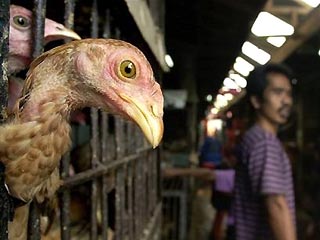 В Индонезии от опасного для людей "птичьего" гриппа скончался четвертый человек
