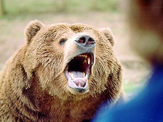 В Карелии зафиксирован второй за месяц случай нападения медведя на человека. На это раз инцидент произошел в окрестностях Петрозаводска
