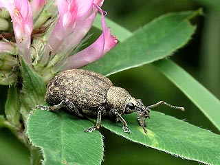 Шведские биологи обнаружили, что самцы жука-долгоносика могут замедлить процесс старения у самок, если будут заниматься с ними сексом