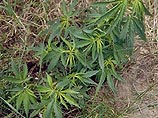 В Челябинской области уничтожены 250 га плантаций наркосодержащих растений