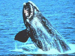 В мире осталось всего триста южных китов, и многих люди знают "в лицо", награждая кличками