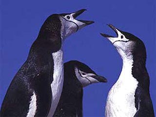 Знаменитый пингвин-гей, проживающий в зоопарке Центрального парка в Нью-Йорке, спровоцировал очередные "культурные войны" вокруг гомосексуализма, неожиданно вернувшись в лоно традиционной ориентации