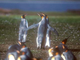 На Фолклендских островах излюбленным местом гнездования пингвинов стали минные поля