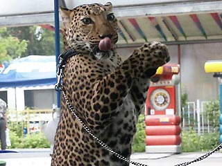 От побоев сочинского фотографа погиб 4-месячный котенок леопарда