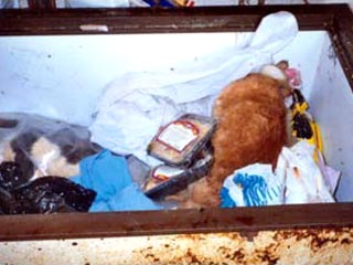 Гниющие трупы 100 котов были обнаружены в пустующей квартире, ожидающей новых жильцов, куда самовольно вселился некий мужчина за 40. Тела животных лежали в пакетах для мусора, были втиснуты за батареи и переполняли два морозильника