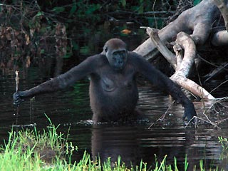 Ученым впервые удалось документально зафиксировать диких горилл, которые используют простые инструменты (палки) для того, чтобы измерить глубину болота