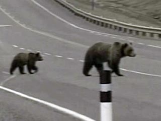 За последнюю неделю в областном центре Камчатки отмечается уже второй случай появления медведей на улицах города