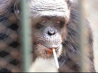 Самка шимпанзе в зоопарке на северо-западе Китая бросила курить после 16 лет злоупотребления вредной привычкой