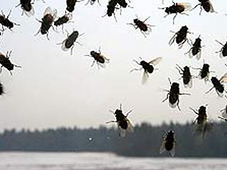 В 2080 году Британию ожидает нашествие мух. Ученые из Саутгемптонского университета утверждают, что к этому времени британцы должны ждать "250-процентного увеличения" поголовья мух