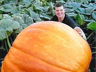Студент из Баварии установил европейский рекорд, вырастив огромную тыкву весом 559,5 килограмма. Мартин Рейс посадил свой овощ в конце апреля и собрал урожай в сентябре