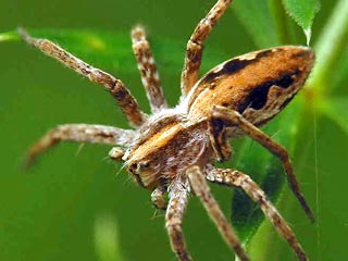 За миллионы лет конфликтов на сексуальной почве самцы паука-няньки (Pisaura mirabilis) разработали собственную стратегию спаривания, аналогов которой нет в природе