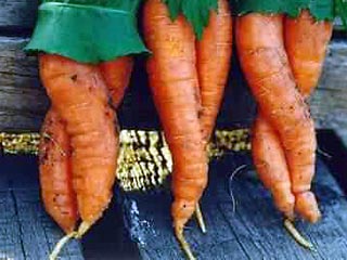 Всех садоводов и огородников призывают вынести на суд публики всевозможные пугающие диковины, типа "двуногой моркови или стручковой фасоли, закрученной штопором