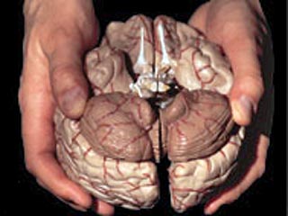 В Австралии лабораторного служащего обвинили в том, что он похищал человеческие мозги. По предварительным данным, служащий медицинской лаборатории в Квинсленде похитил части человеческого мозга